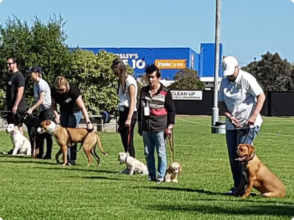 Dog obedience group class at Southern Obedience Dog Club Melbourne